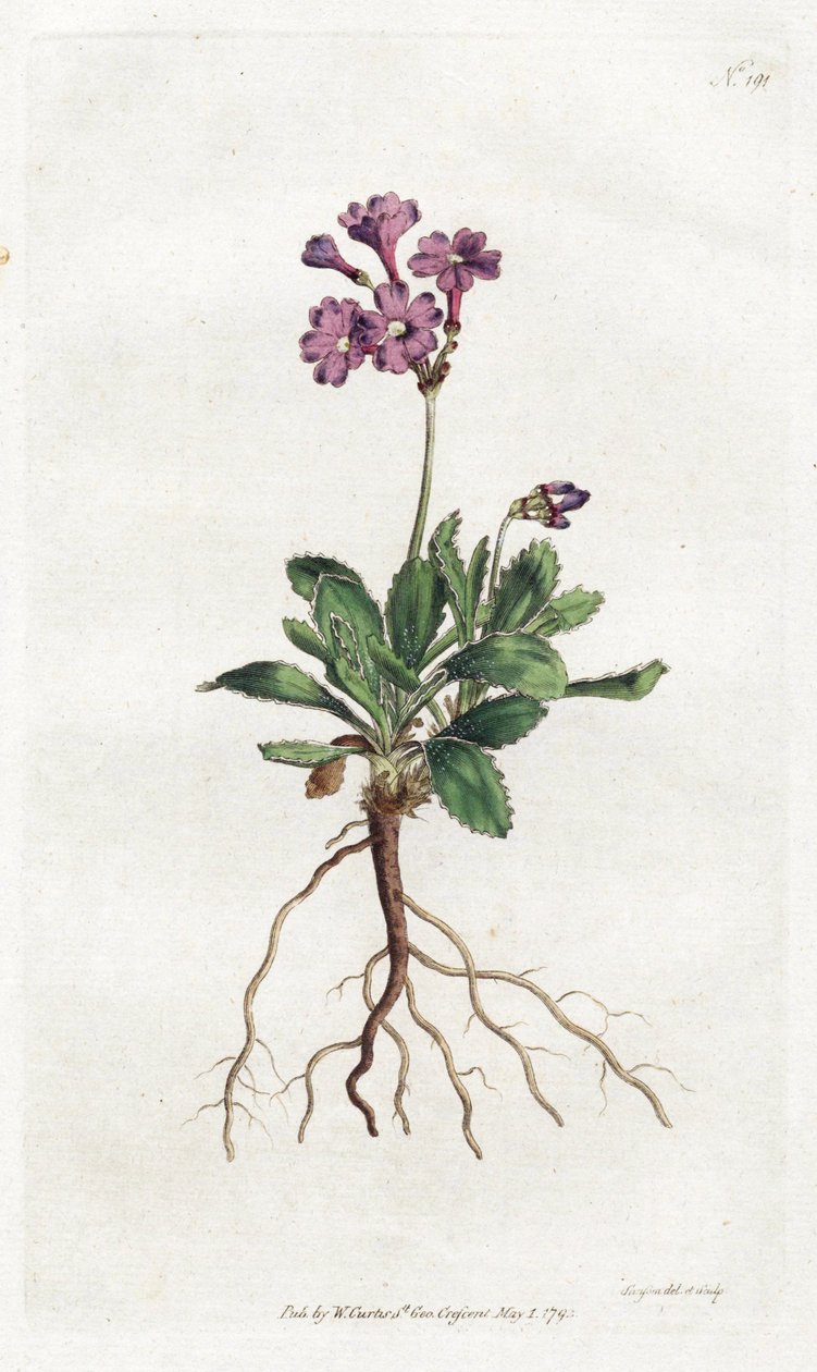 Primevere marginee - Litografía de Sydenham Edwards (1768-1819), placa del Botanical Magazine de William Curtis (1746-1799) de Sydenham Teast Edwards