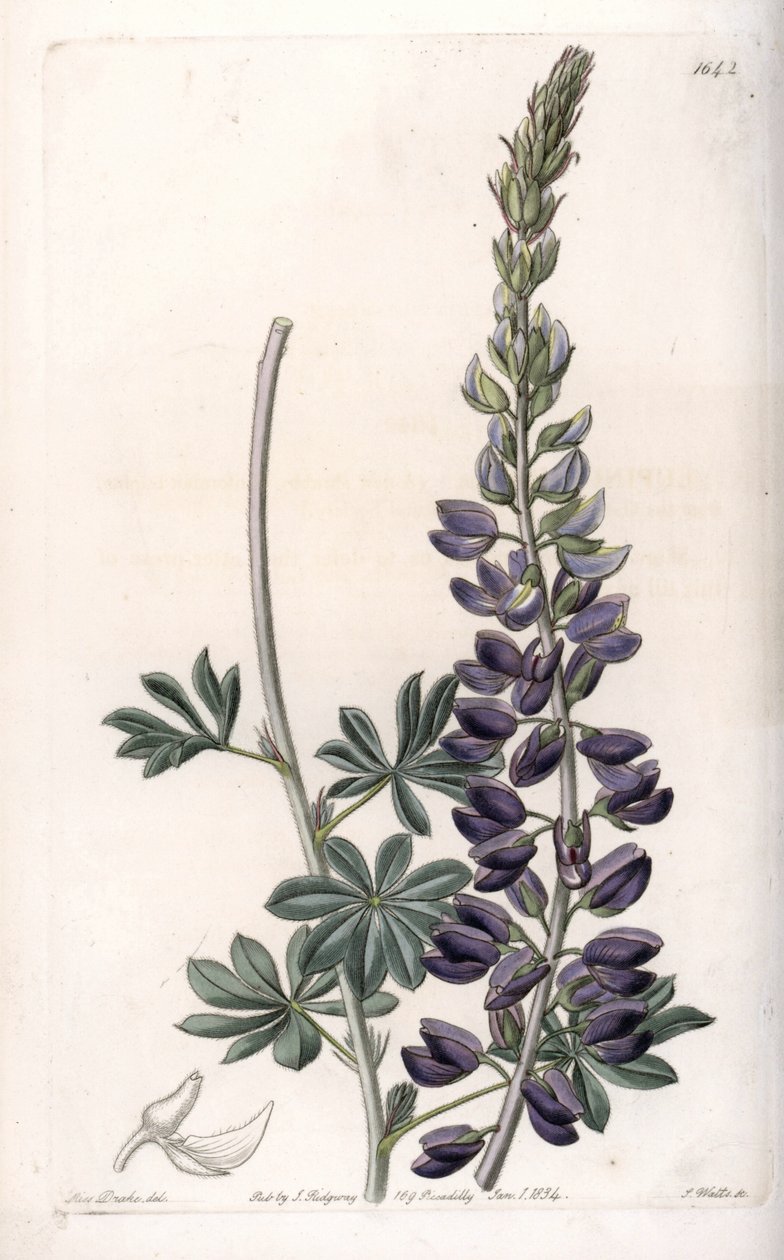 Lupino púrpura - Grabado por S.Watts, de una ilustración de Sarah Anne Drake, de la Revista Botánica de Sydenham Edwards, Inglaterra de Sydenham Teast Edwards