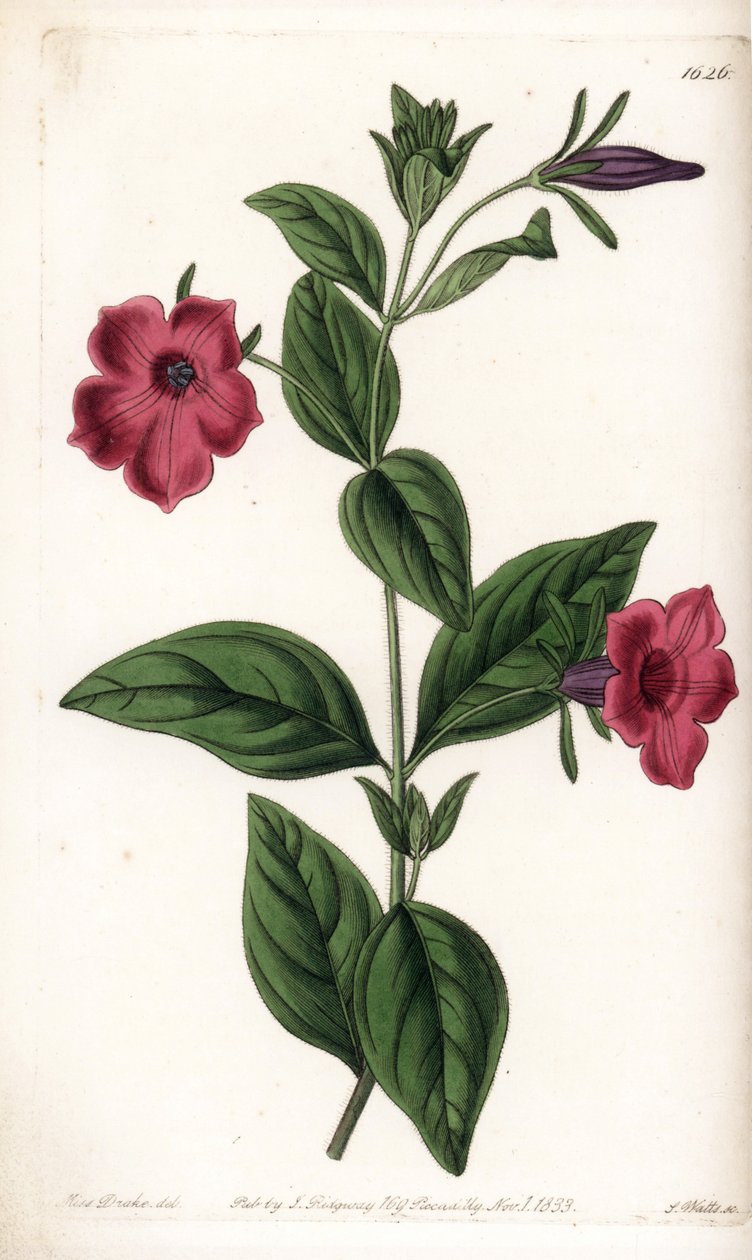 Petunia de flor púrpura - Placa grabada por S.Watts, de una ilustración de Sarah Anne Drake, de la Revista Botánica de Sydenham Edwards, Inglaterra de Sydenham Teast Edwards