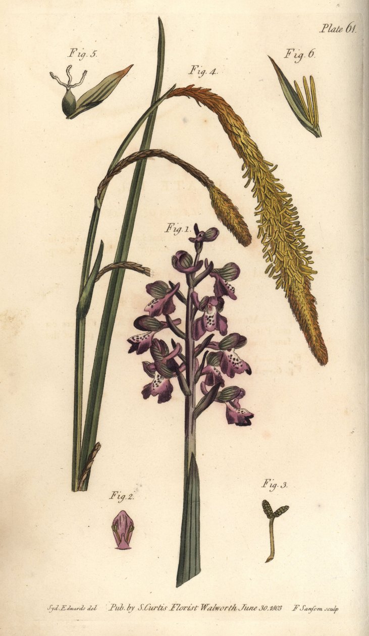 Orquídea púrpura de Sydenham Teast Edwards