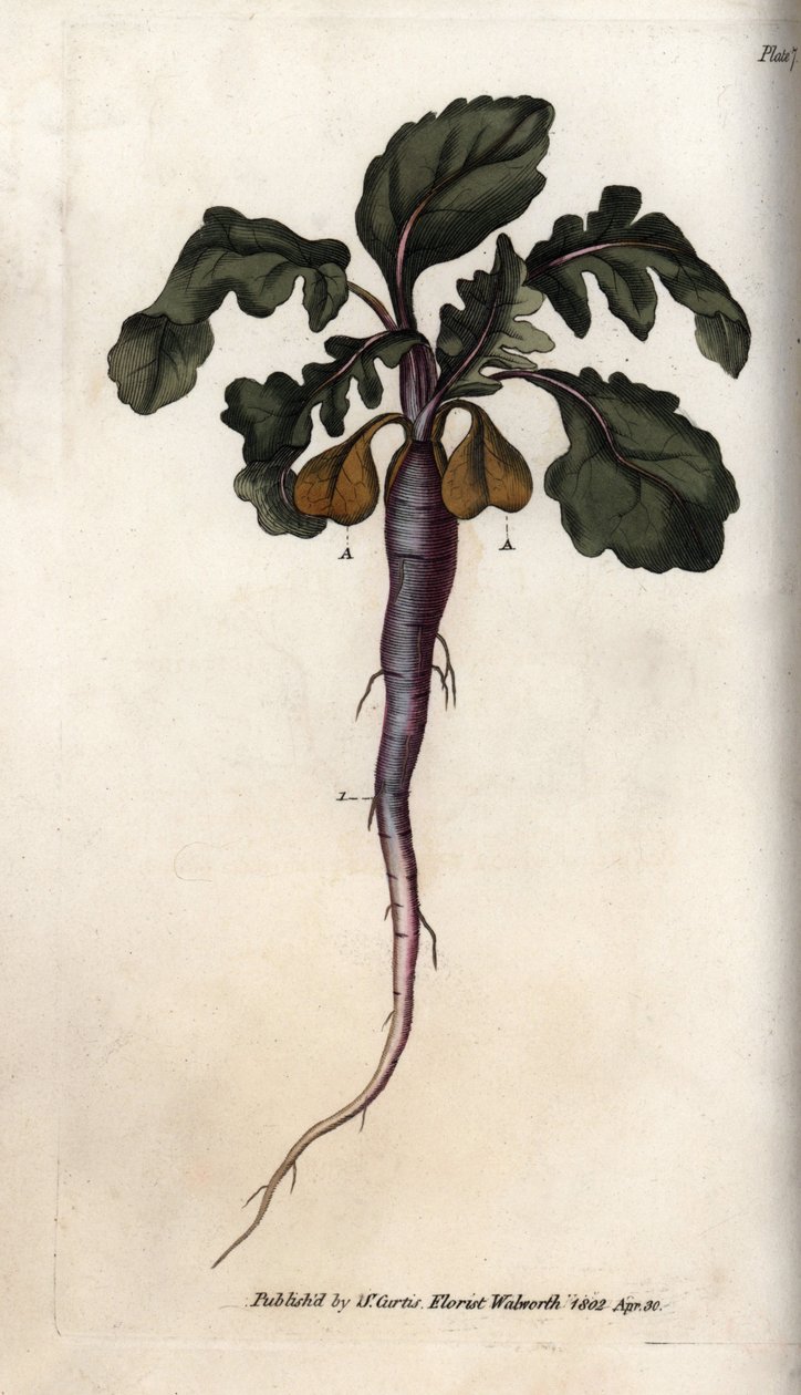 Rábano, raíz potagere, del Botanical Magazine de William Curtis de Sydenham Teast Edwards