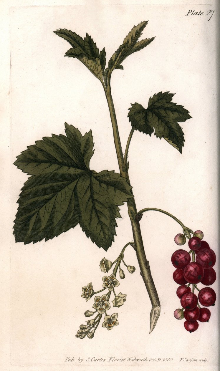 Grosella roja. Grabado en cobre coloreado, ilustración de Sydenham Edwards para las Conferencias de Botánica, Jardín Botánico de Lambeth (Inglaterra) de Sydenham Teast Edwards