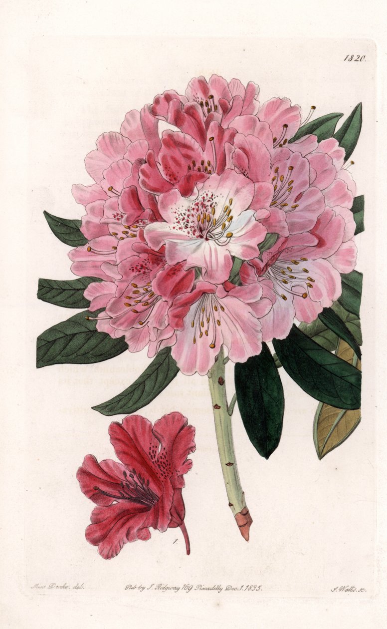 Rhododendron Híbrido Variete - Grabado por S. Watts, de una ilustración de Sarah Anne Drake (1803-1857), del Registro Botánico de Sydenham Edwards (1768-1819), Inglaterra de Sydenham Teast Edwards