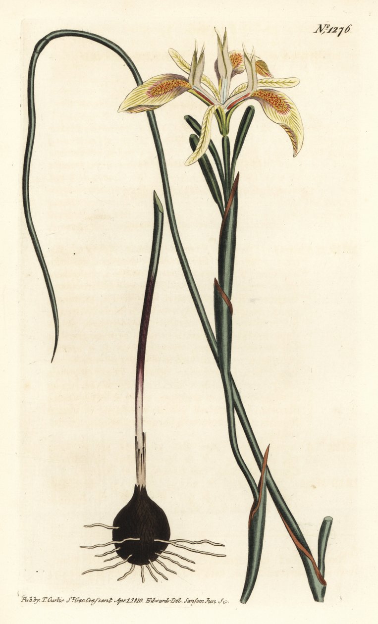 Moraea de hojas enrolladas, Moraea angusta. Grabado en cobre coloreado a mano por F. Sansom Jr. después de una ilustración de Sydenham Edwards del Botanical Magazine de William Curtis, T. Curtis, Londres de Sydenham Teast Edwards