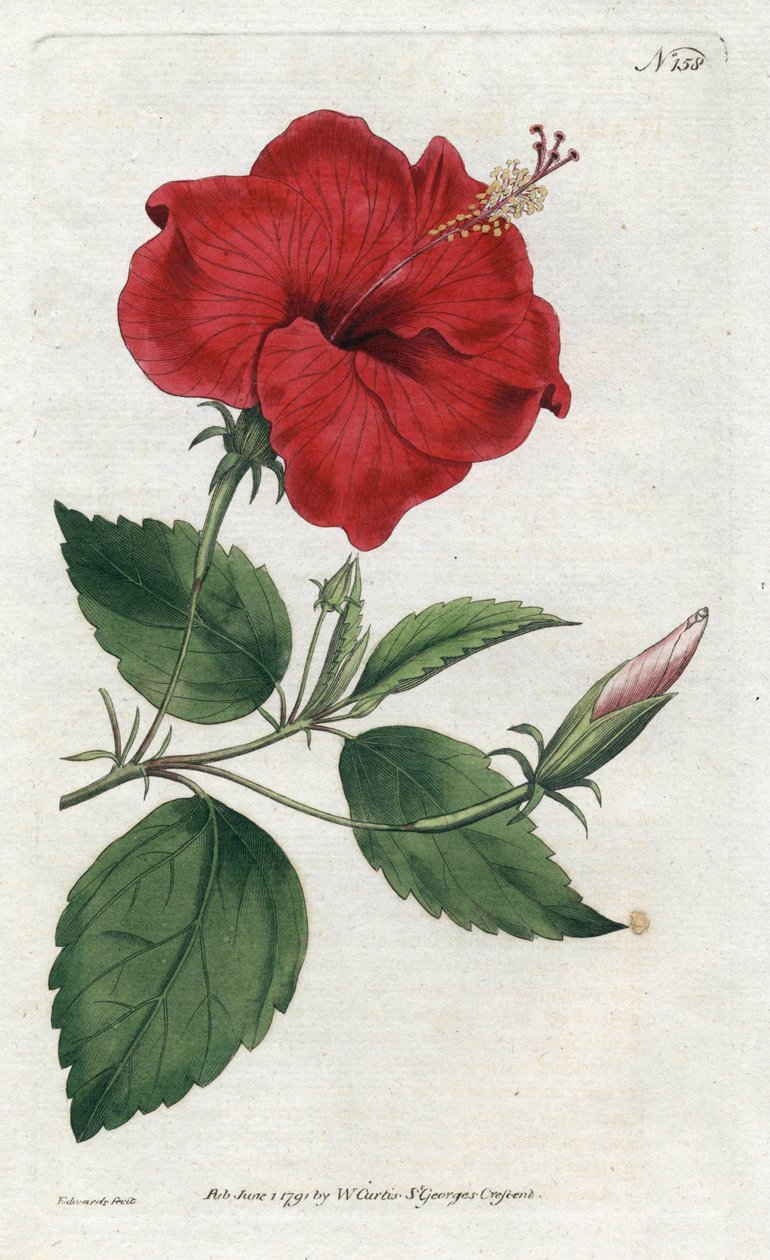 Rosa de China de Sydenham Teast Edwards