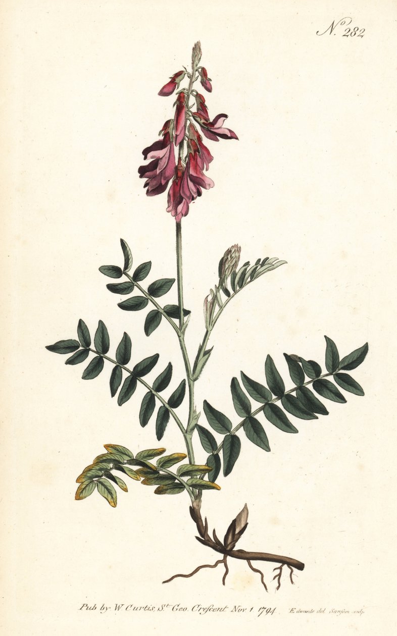 Sainfoin de los Alpes - Sainfoin alpino, Hedysarum hedysaroides de Sydenham Teast Edwards