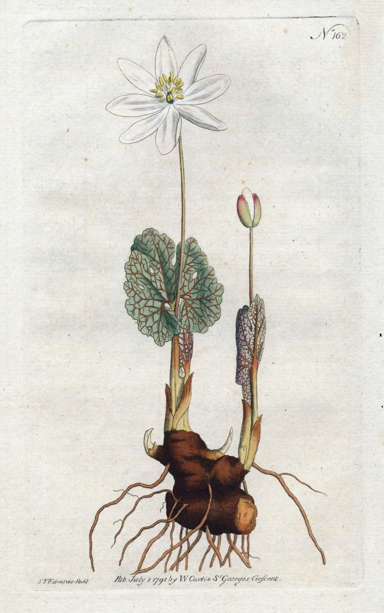 Sanguinaria del Canadá de Sydenham Teast Edwards