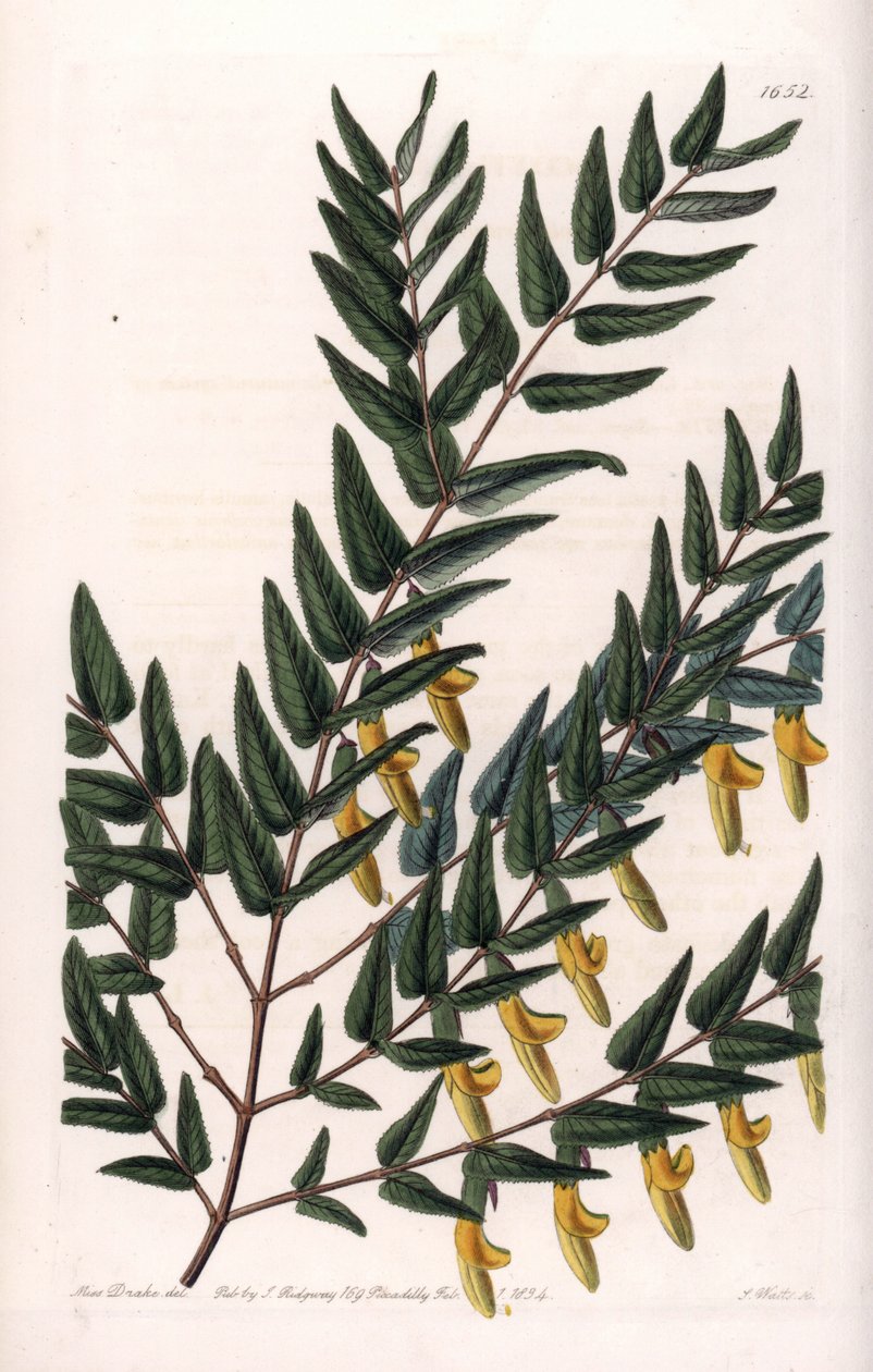Scotia con ramas lisas de Sydenham Teast Edwards