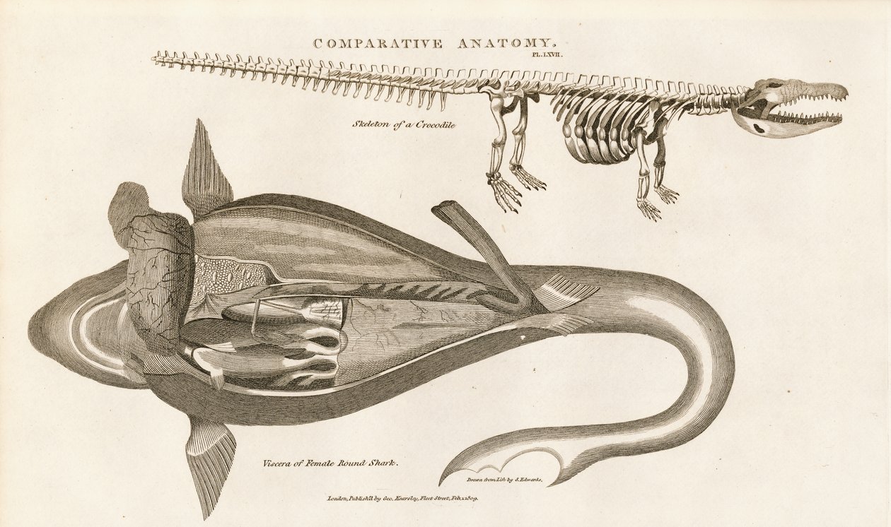 Anatomía del tiburón y esqueleto del cocodrilo de Sydenham Teast Edwards