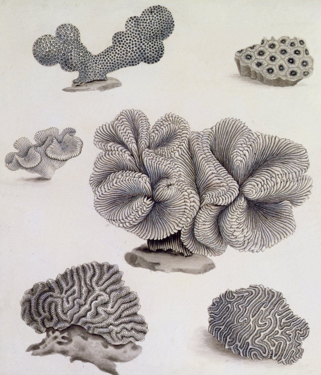 Conchas y Flora Marina de Sydenham Teast Edwards
