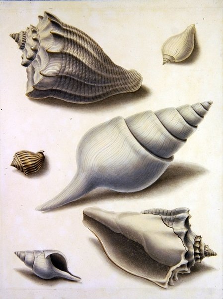 Conchas y flora marina de Sydenham Teast Edwards