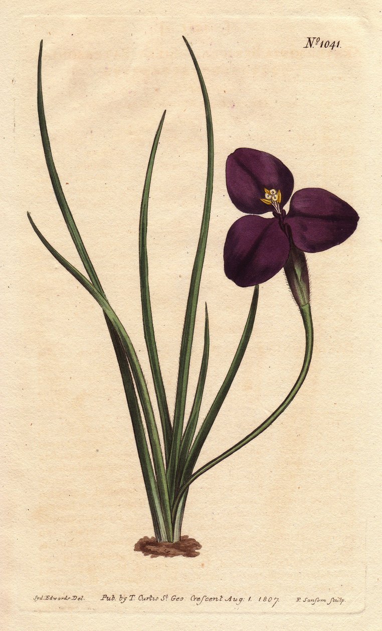 Patersonia sedosa con flor púrpura oscura de Sydenham Teast Edwards
