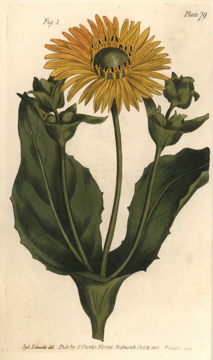 Silphium o hierba de resina, Silphium asteriscus, Polygamia nessaria. Grabado en cobre coloreado a mano de F. Sansom de una ilustración botánica de Sydenham Edwards para las Lectures on Botany de William Curtis, como se impartieron en el Jardín Botánico de de Sydenham Teast Edwards
