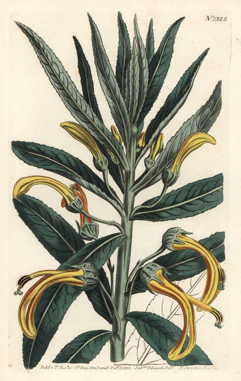 Siphocampylus giganteus, en peligro de extinción (Lobelia gigantea). Grabado en cobre coloreado a mano por F. Sansom Jr. de una ilustración de Sydenham Edwards del Botanical Magazine de William Curtis, T. Curtis, Londres de Sydenham Teast Edwards