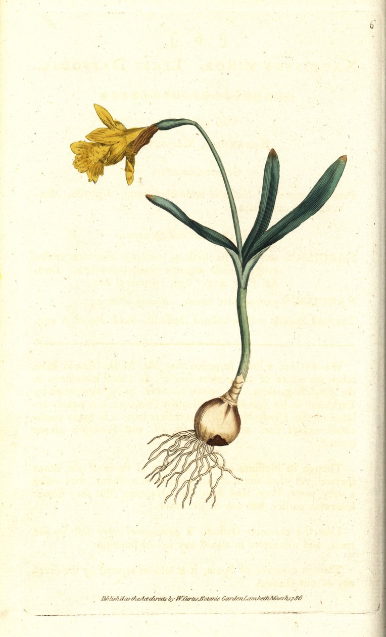 Narciso pequeño - Narcissus pseudonarcissus subsp. minor de Sydenham Teast Edwards