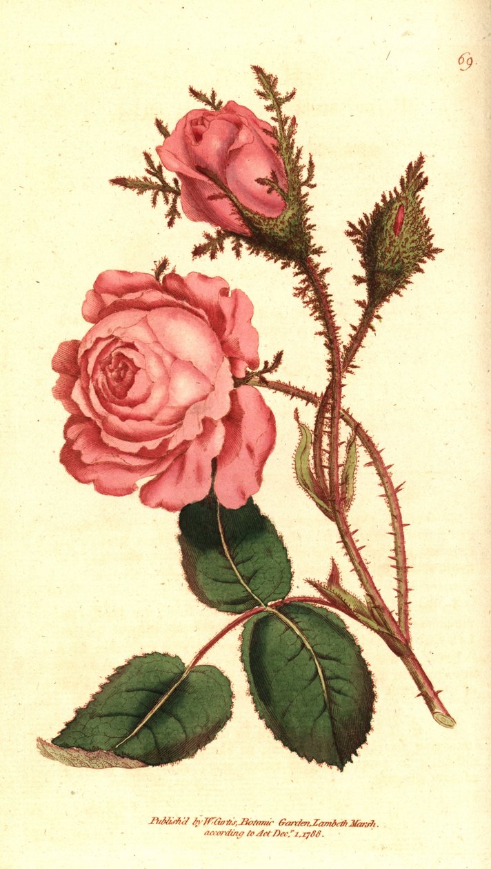Rosa centifolia f. muscosa, del Botanical Magazine de William Curtis de Sydenham Teast Edwards