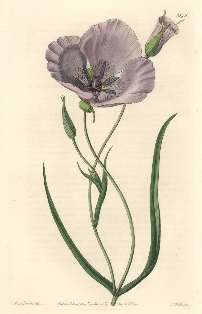 Calochorte espléndido, nativo de California de Sydenham Teast Edwards