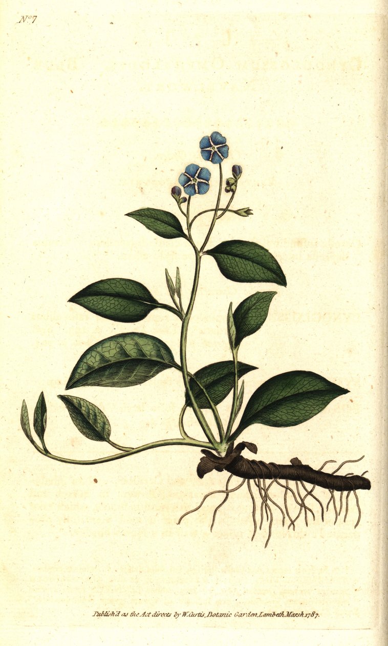 Omphalodes de primavera o Borraginácea pequeña - Omphalodes rastrera, Omphalodes verna (omphalodes azul, Cynoglossum omphalodes). Grabado en cobre coloreado a mano después de una ilustración botánica de James Sowerby del The Botanical Magazine de William C de Sydenham Teast Edwards