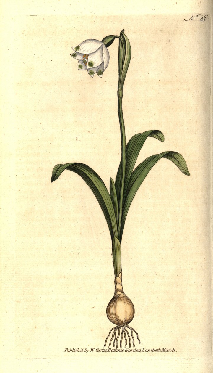 Campanilla de primavera o Claudinette - del Registro Botánico de Sydenham Teast Edwards