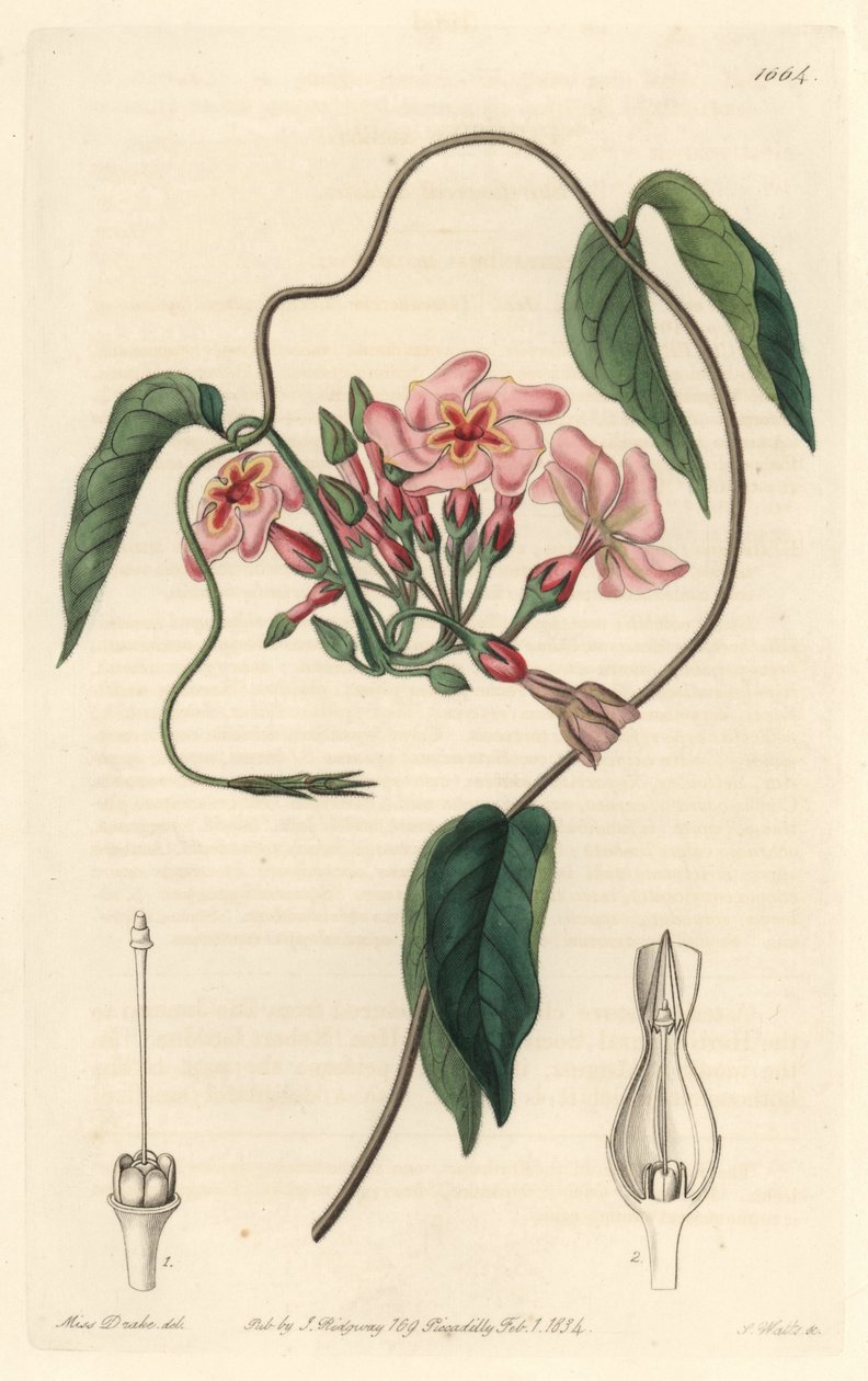 Echite estelar, nativa de Brasil - del Registro Botánico de Sydenham Teast Edwards