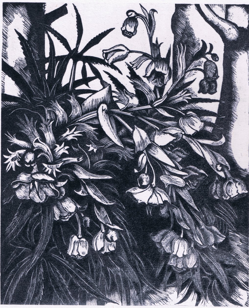 Hellebore apestoso, Nature in Britain publicado por Collins de Sydenham Teast Edwards