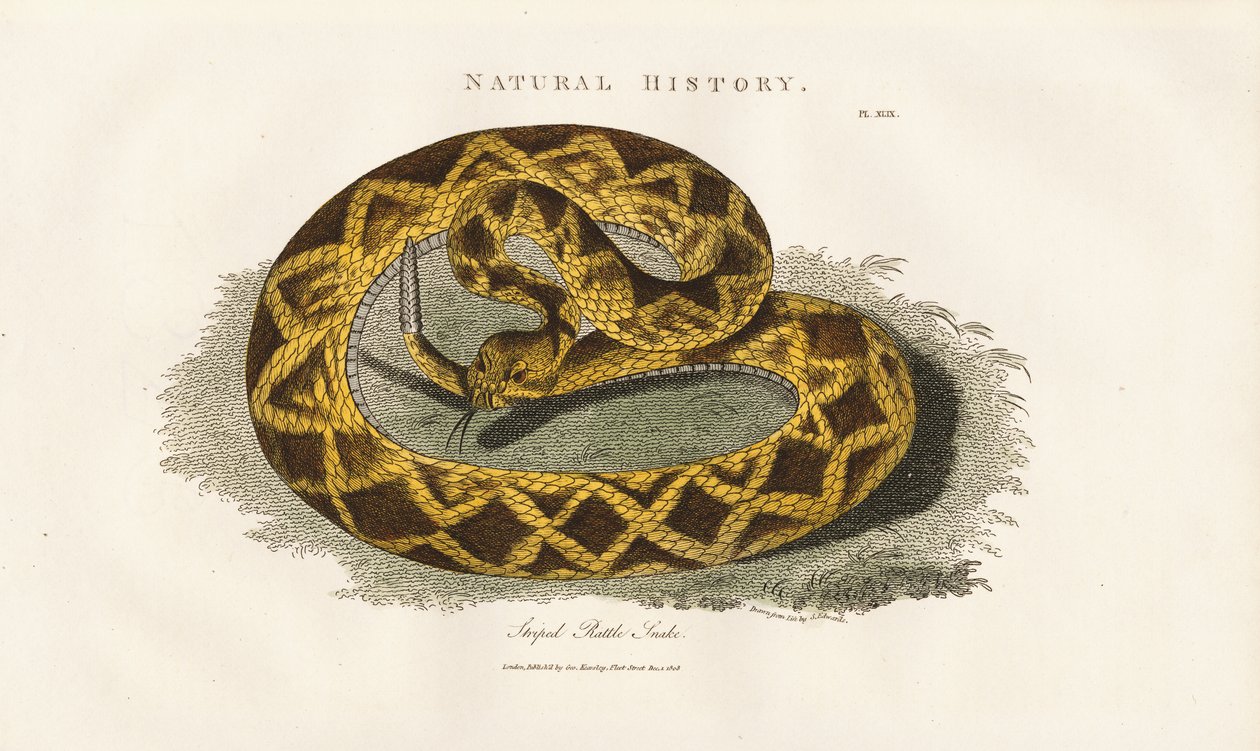 Serpiente de cascabel rayada de Sydenham Teast Edwards