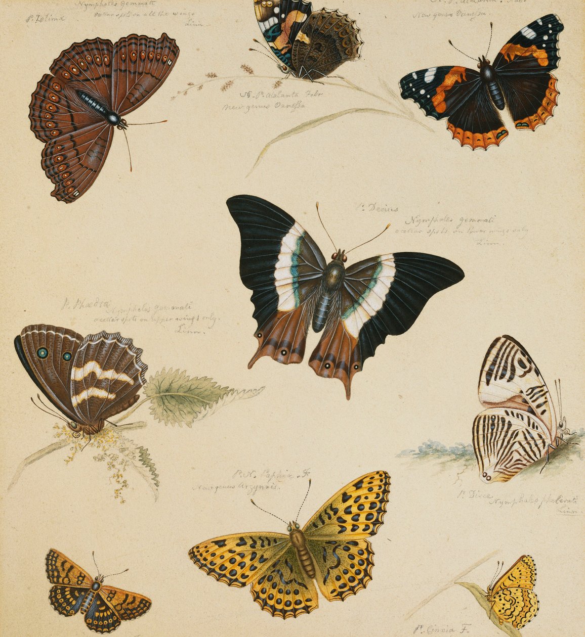 Estudios de mariposas e insectos de Sydenham Teast Edwards