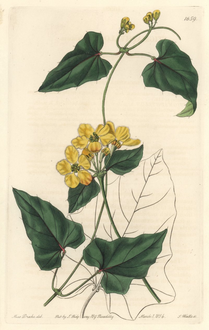 Stygmaphyllon, nativo de Sudamérica, del Botanical Register de Sydenham Teast Edwards