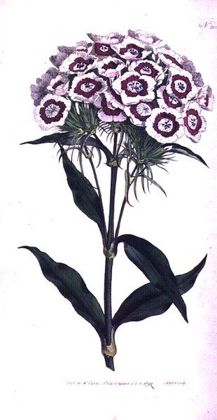 Clavel del poeta o clavel barbudo (Dianthus barbatus), placa 205 de 