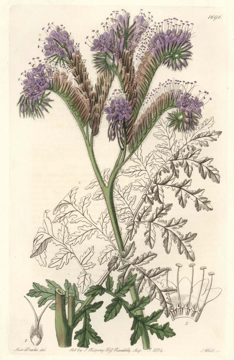 Phacelia de hoja de tanaceto, nativa de California - Agua fuerte de S. Watts de una ilustración de Sarah Anne Drake (1803-1857), del Registro Botánico de Sydenham Teast Edwards