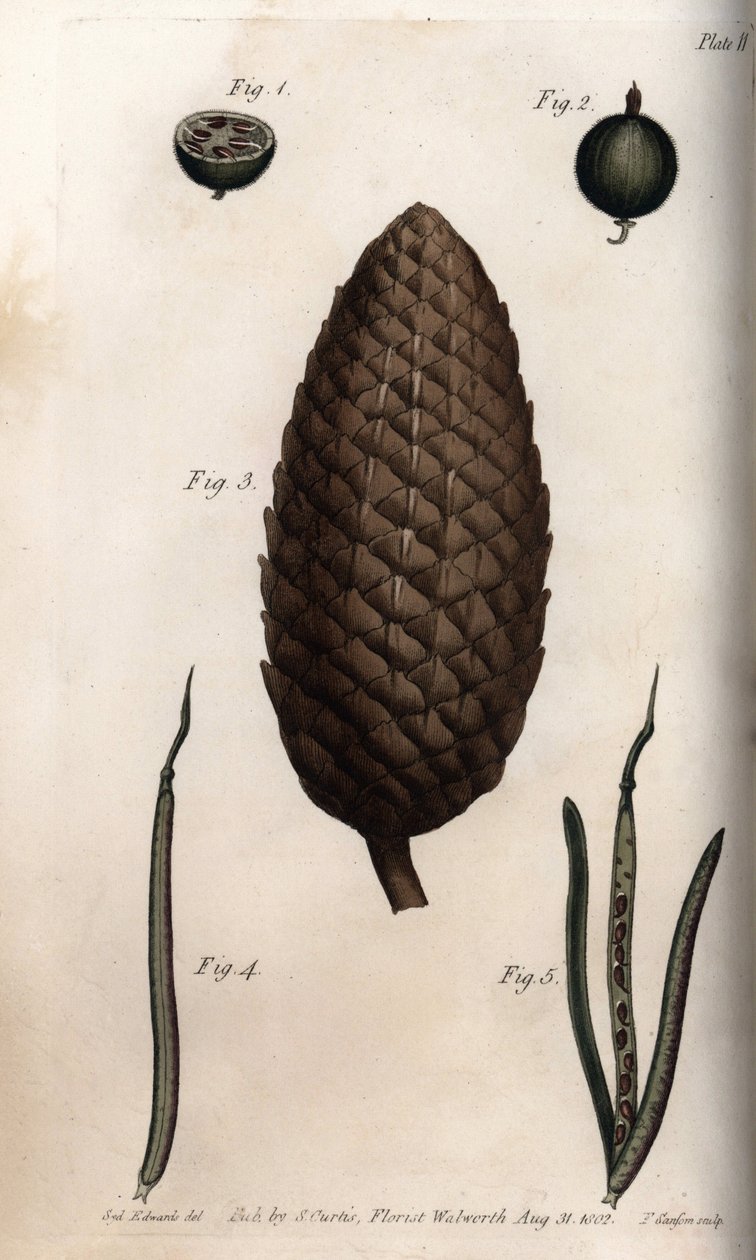 El pericarpio de grosella tiene caballa, fruto de pino silvestre y paredes de trébol (o ravenelle). Ilustración coloreada de grabado en cobre por Sydenham Edwards para Conferencias de Botánica, Jardín Botánico de Lambeth (Inglaterra) de Sydenham Teast Edwards