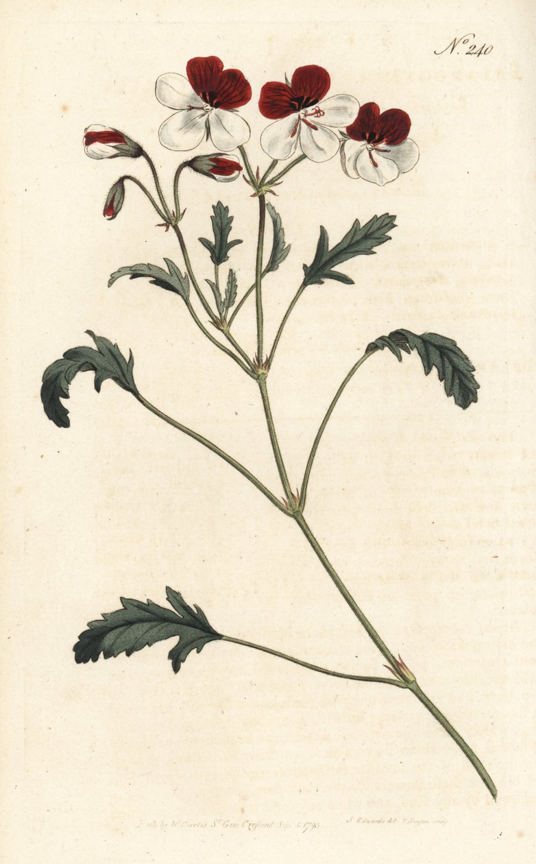 Geranio tricolor, Pelargonium tricolor. Grabado en cobre a mano coloreado por Sansom después de una ilustración de Sydenham Edwards del Botanical Magazine de William Curtis, Londres de Sydenham Teast Edwards