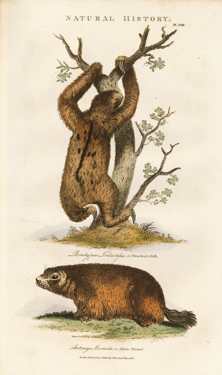Perezoso de tres dedos y marmota alpina de Sydenham Teast Edwards