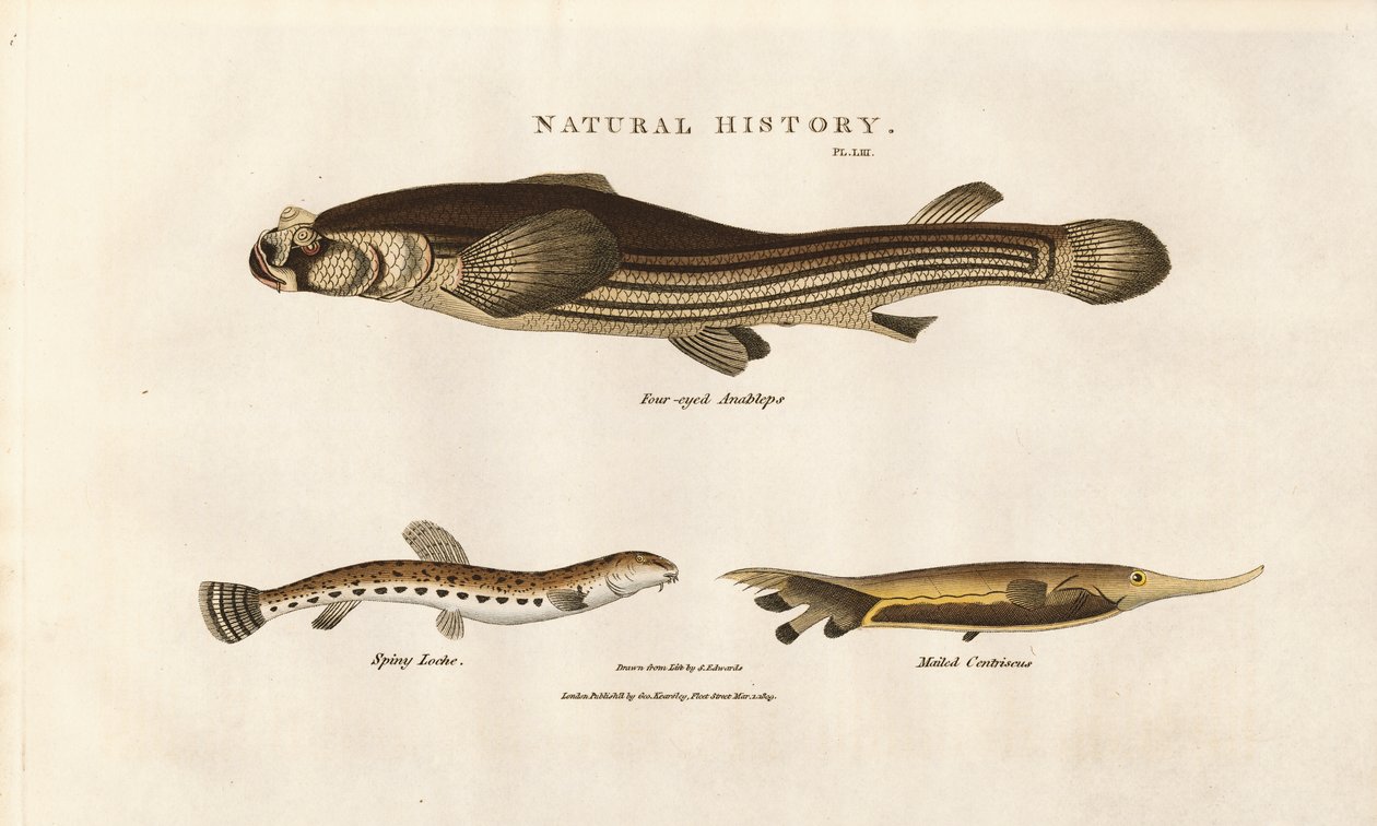 Tres especies de peces inusuales de Sydenham Teast Edwards