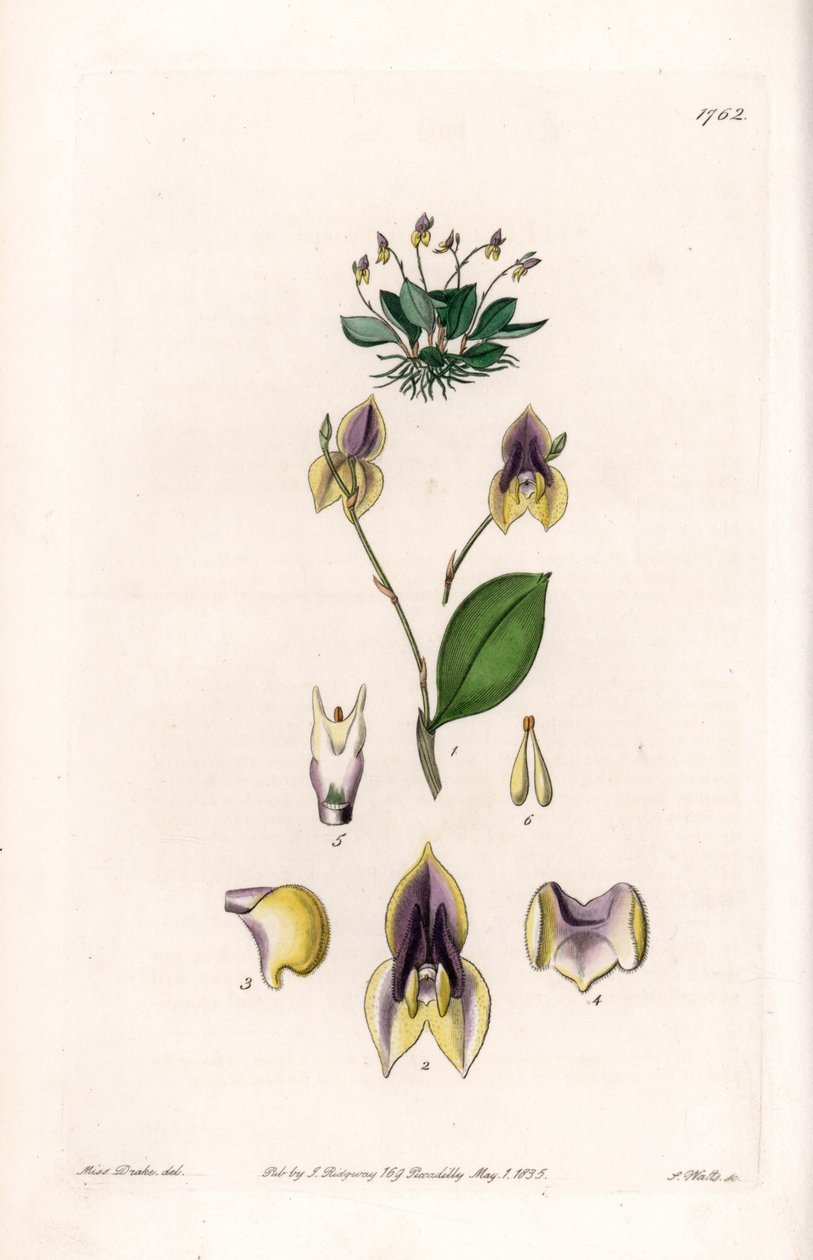 Lepanthe de tres dientes - Placa grabada por S.Watts, de una ilustración de Sarah Anne Drake, del Registro Botánico de Sydenham Edwards de Sydenham Teast Edwards