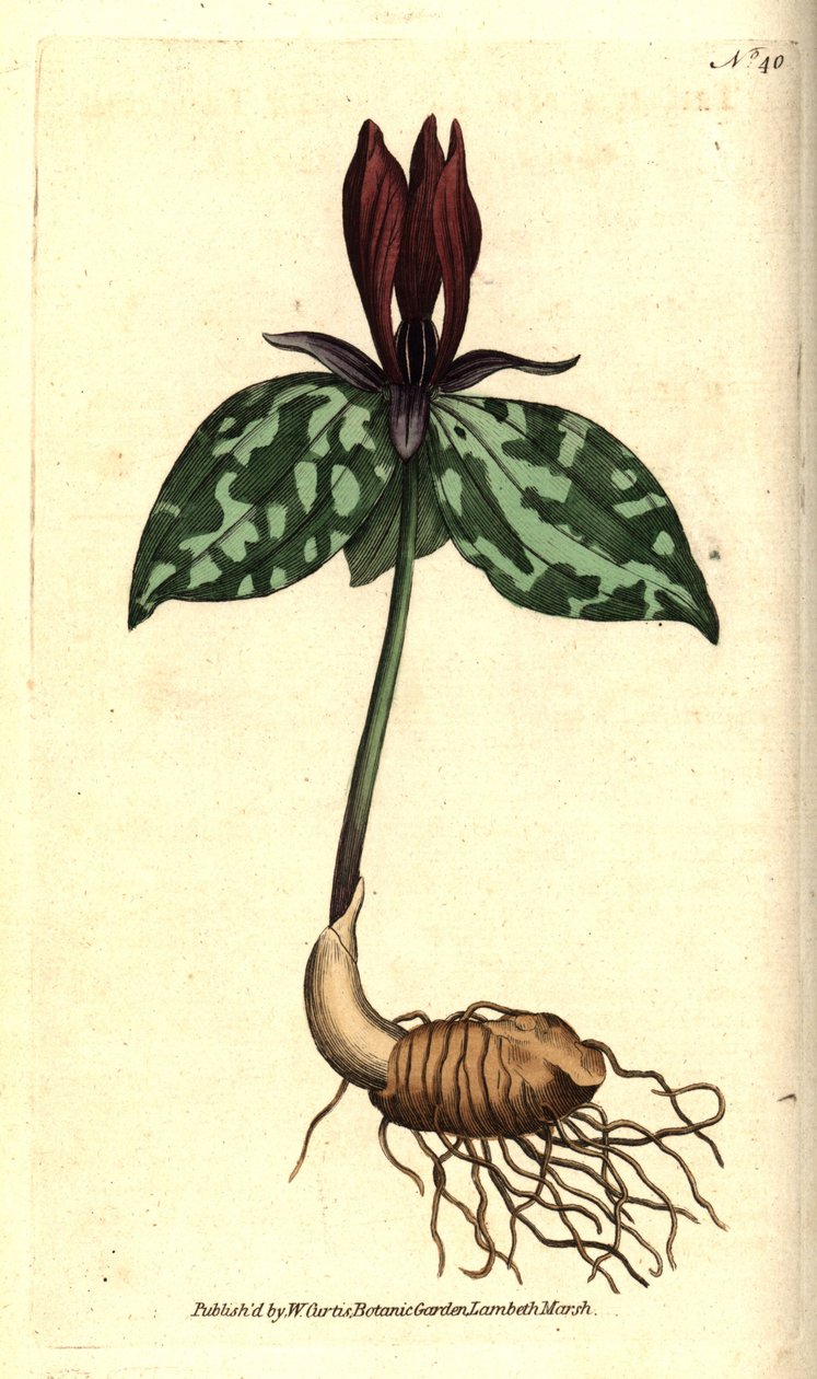 Trillium sessile. Grabado en cobre coloreado a mano después de una ilustración botánica por James Sowerby del Botanical Magazine de William Curtis, Lambeth Marsh, Londres de Sydenham Teast Edwards