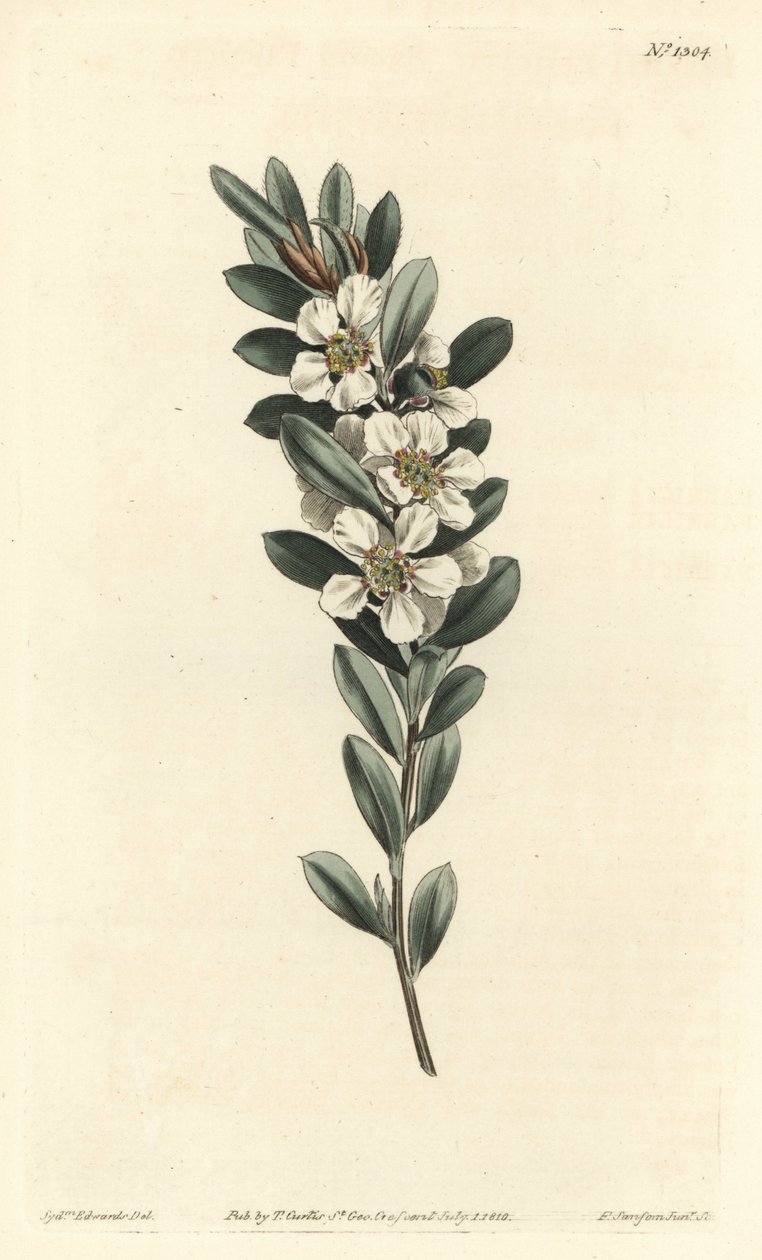 Árbol de té o mirto australiano - Árbol de té costero, Leptospermum laevigatum (Fabricia laevigata). Grabado en cobre coloreado a mano por F. Sansom Jr. después de una ilustración de Sydenham Edwards del Botanical Magazine de William Curtis, T. Curtis, Lon de Sydenham Teast Edwards