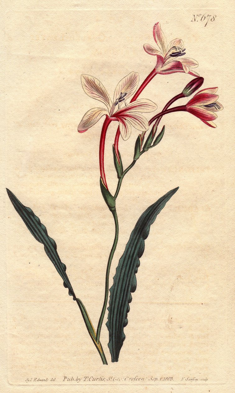 Tritonia con hojas rizadas y flores rosadas, carmesí y blancas, nativa de Sudáfrica de Sydenham Teast Edwards
