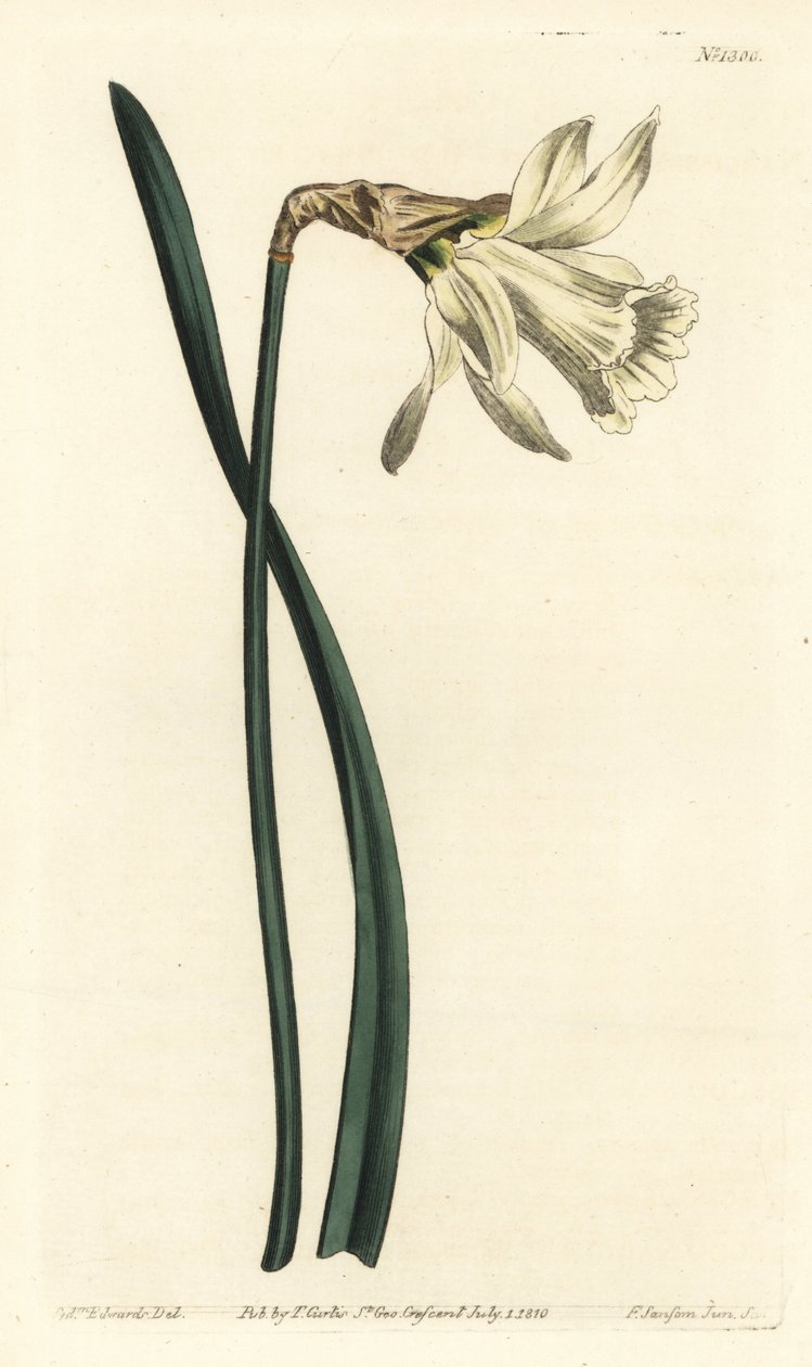 Narciso trompeta - Narciso español blanco más pequeño, Narcissus pseudonarcissus subsp. moschatus (Narcissus moschatus). Grabado en cobre coloreado a mano por F. Sansom Jr. después de una ilustración de Sydenham Edwards del Botanical Magazine de William Cu de Sydenham Teast Edwards