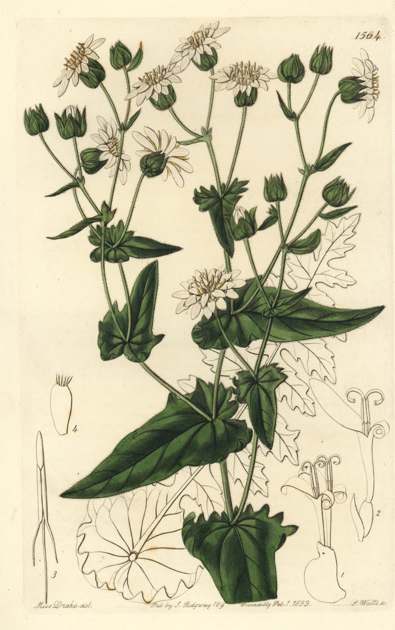 Achicoria almizclada de hojas de nabo, Moscharia pinnatifida, del Registro Botánico de Sydenham Edwards de Sydenham Teast Edwards