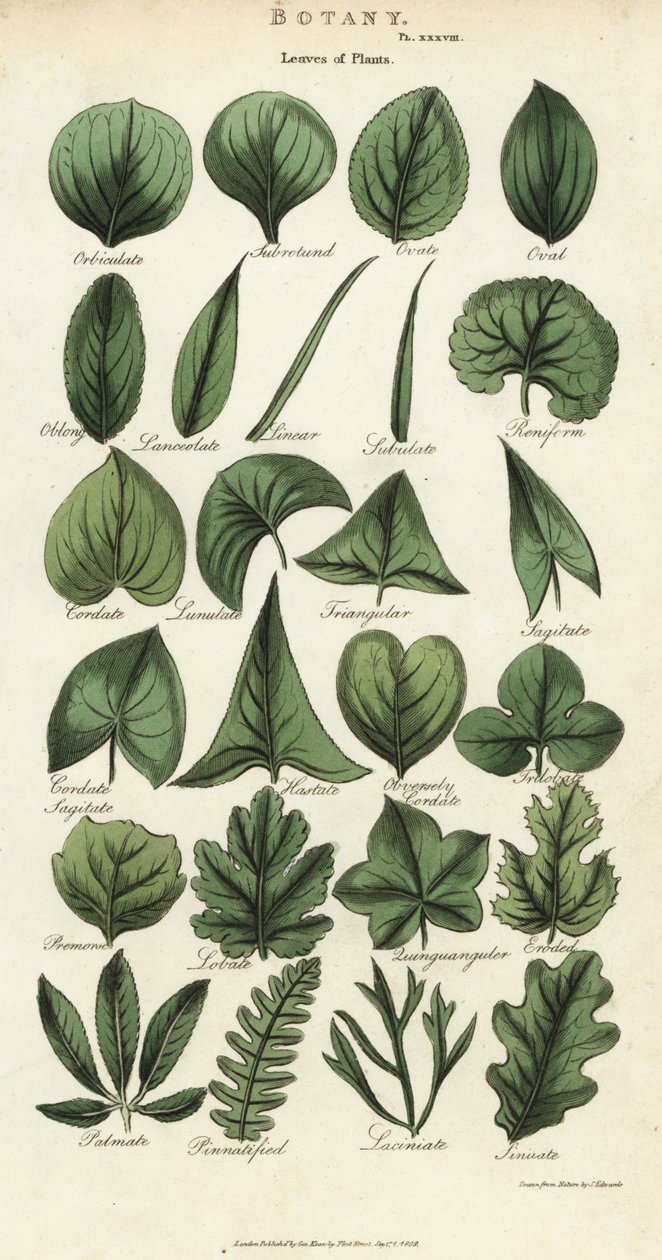 Tipos de hojas de plantas de Sydenham Teast Edwards