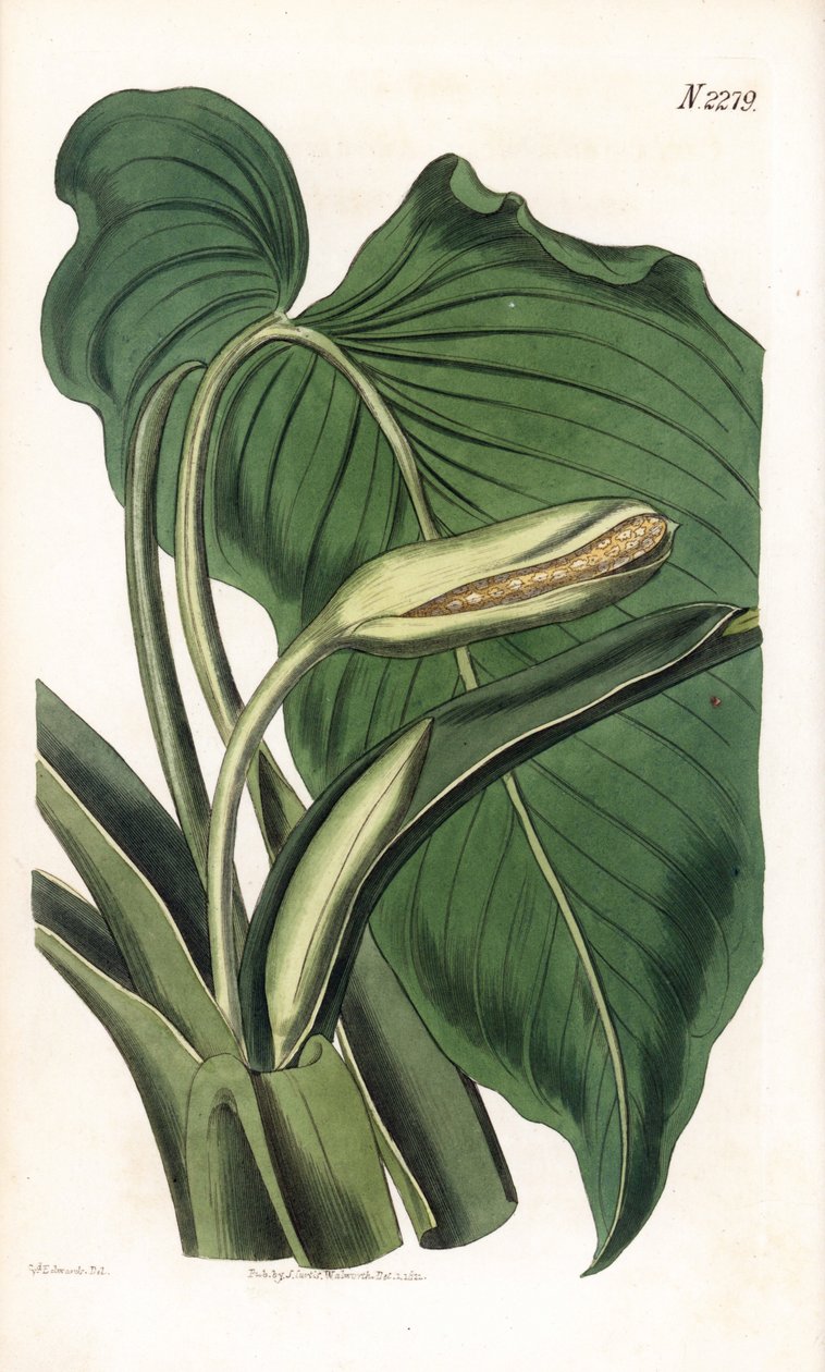 Variedad de calla o arum - Calla aromática, Homalomena aromatica (Calla aromatica). Grabado en cobre coloreado a mano por Weddell después de una ilustración de Sydenham Edwards del Botanical Magazine de Samuel Curtis, Londres de Sydenham Teast Edwards