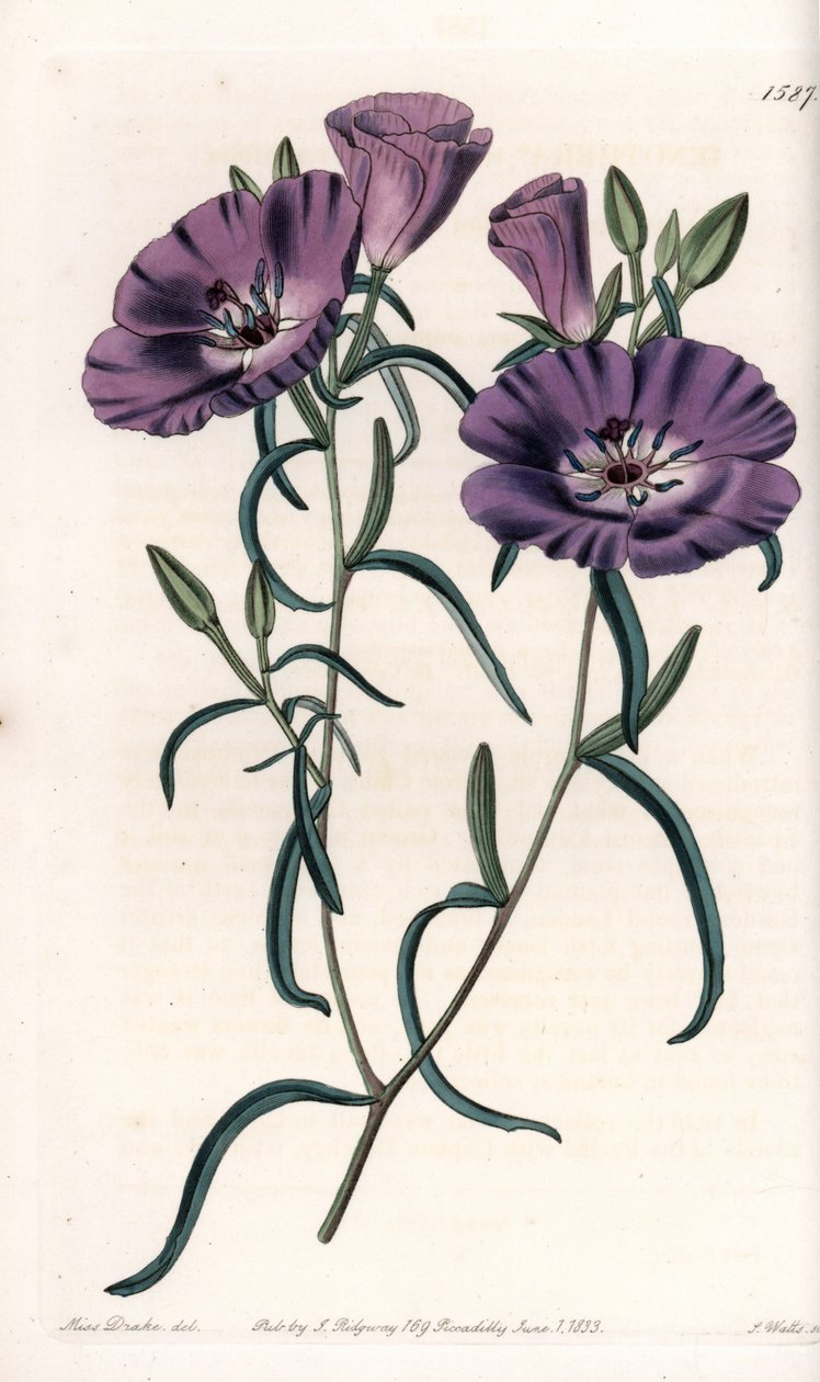 Variedad de Clarkia, nativa de Sudamérica de Sydenham Teast Edwards