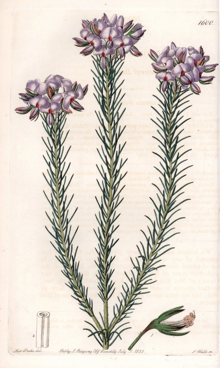 Variedad de gompholobium (familia de plantas leguminosas), nativa de Australia - Placa grabada por S.Watts, de una ilustración de Sarah Anne Drake, del Botanical Register de Sydenham Edwards de Sydenham Teast Edwards