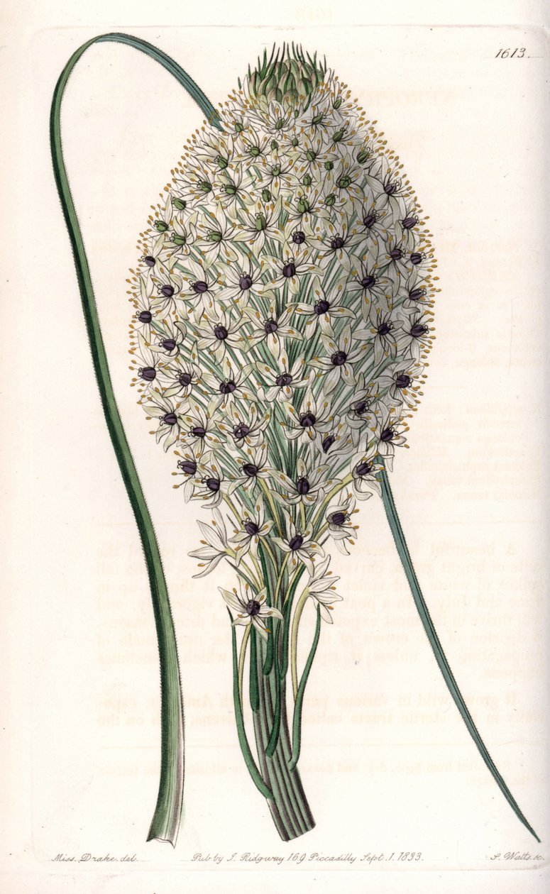 Variedad de liliacee (Helonias asphodeloides) - del Registro Botánico de Sydenham Teast Edwards