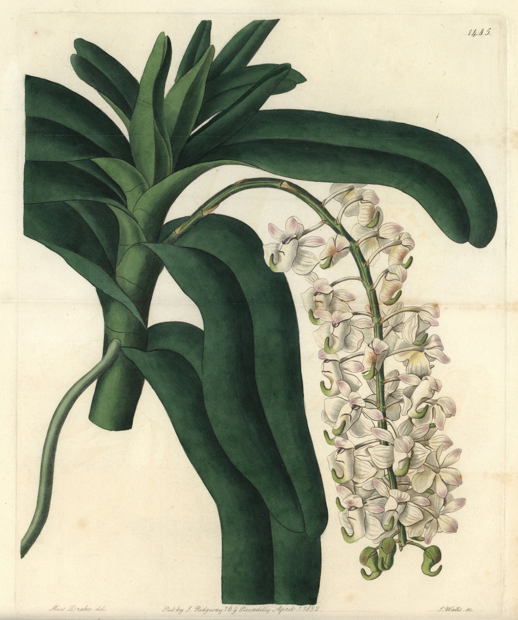 Variedad de orquídea epidendrum, conocida como ungüento jamaicano de Sydenham Teast Edwards