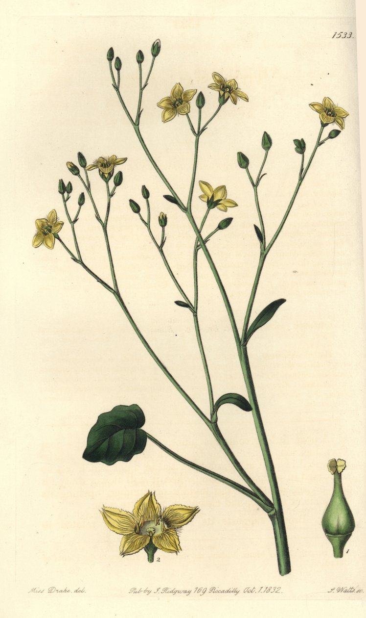 Variedad de villarsia, endémica de Australia - Ornduffia reniformis. Grabado en cobre coloreado a mano por S. Watts después de una ilustración de Sarah Drake del Botanical Register de Sydenham Edwards, Ridgeway de Sydenham Teast Edwards