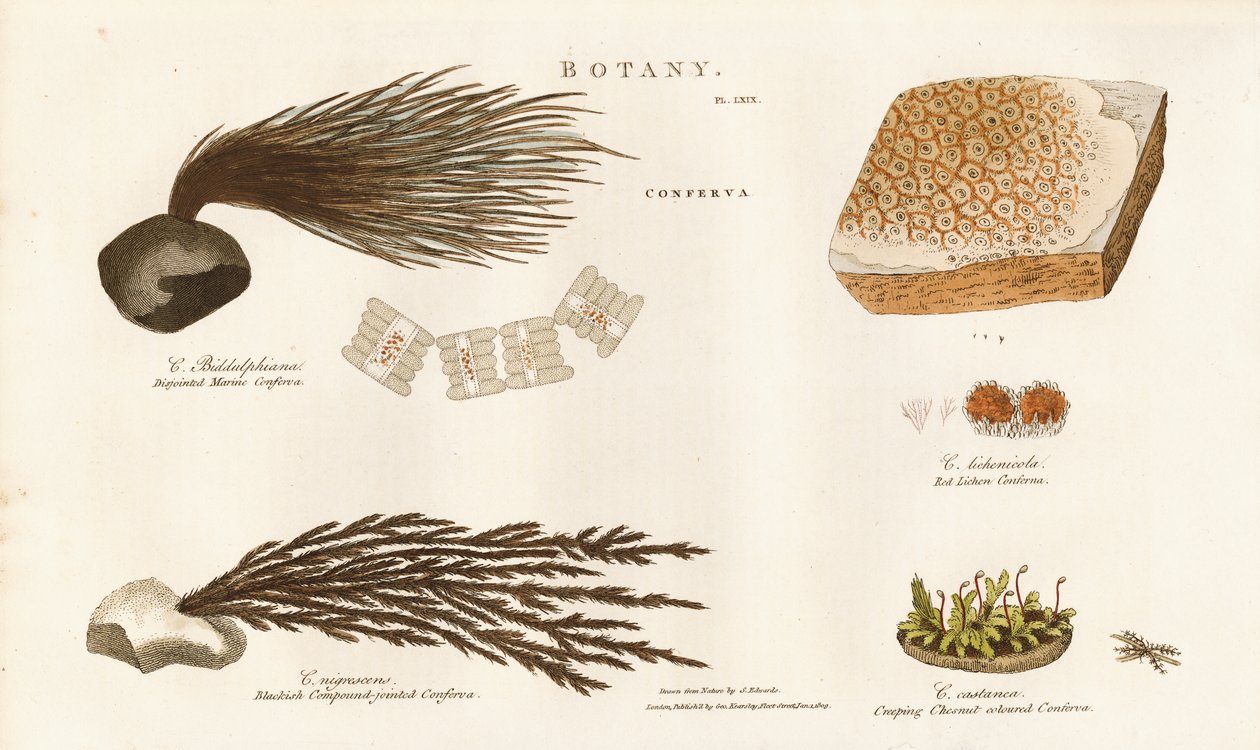 Varias especies de algas (Conferva) de Sydenham Teast Edwards