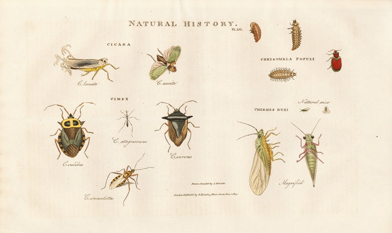 Varias especies de insectos de las familias de las cigarras y los bichos de Sydenham Teast Edwards