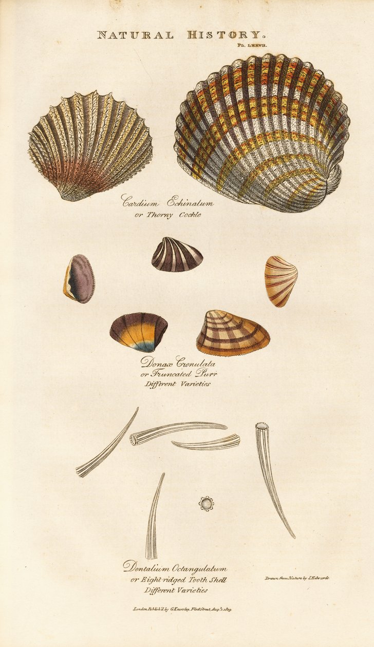 Varias especies de conchas de Sydenham Teast Edwards
